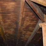 Attic Mold