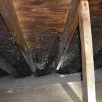 Attic Mold