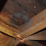 Attic Mold