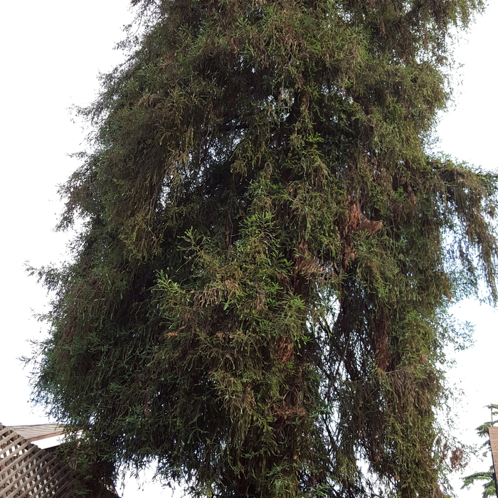 Redwood Removal