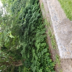 Jungle