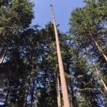 Tree service & Irrigation