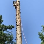 Tree removel