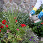 garden maintaince