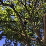 Trimming trees