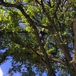Trimming Second cherry