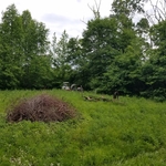Brush Clearing