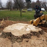Silver Maple