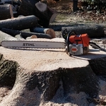 Pin Oak