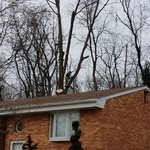 Pin Oak