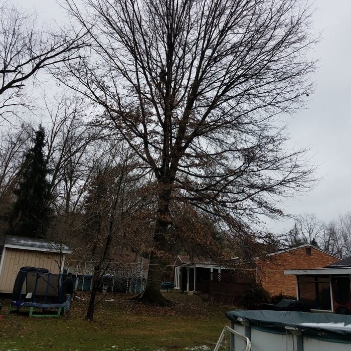 Pin Oak