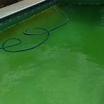 green pool