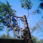 Crane Removal