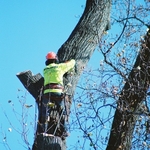 Crane Removal