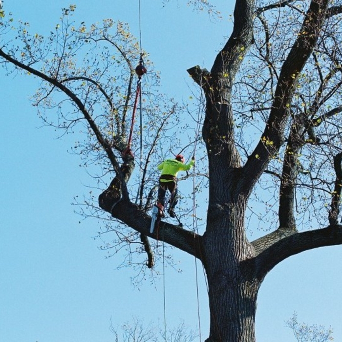 Crane Removal