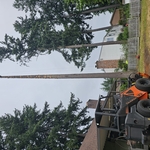 Tree Removal