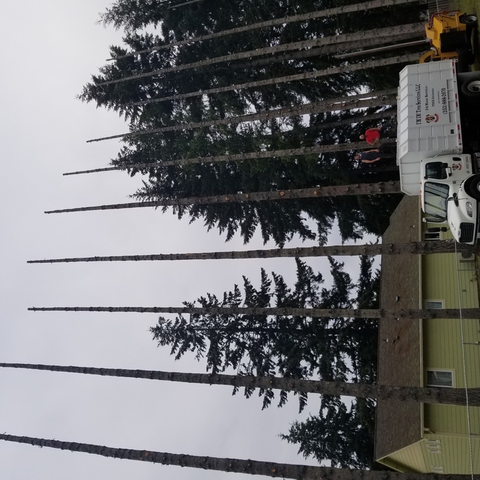 Tree Removal