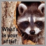 What's in your attic?