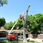 Tree Removal