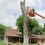 Tree Removal