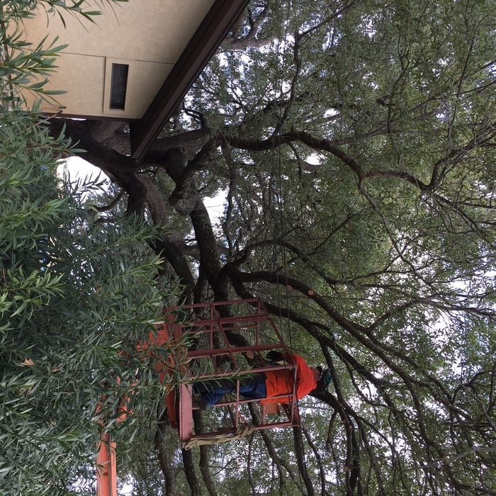 Tree Trimming
