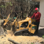 After we cut tree down