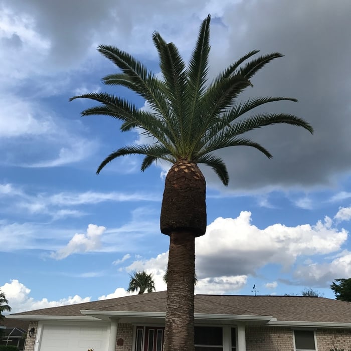 Canary Day Island-Tree Trimming