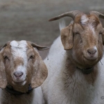 Goats too!
