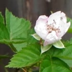 Blackberry