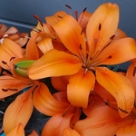 Lily