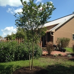 Crepe Myrtle