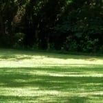 Yard Maintenance