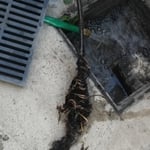 Roots