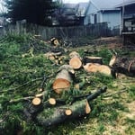 Tree Removal