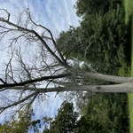 Ash Tree