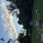 Ash Tree Removal