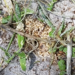 Crazy Ant Nest
