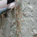 Ghost Ants