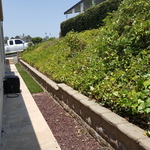 hedge trimming