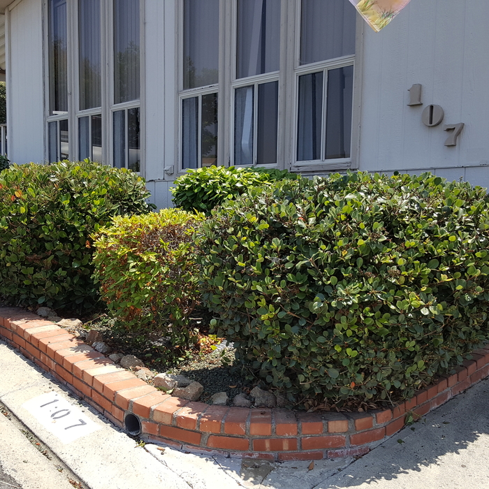 hedge trimming