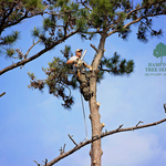 Tree Removal