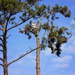 Tree Work