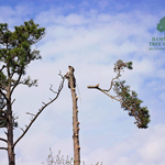 Tree Work