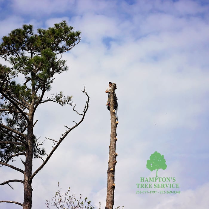 Tree Work