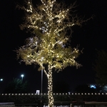 Detail wrapped tree
