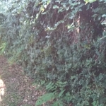 Old fence needs replacement