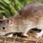 Rat removal