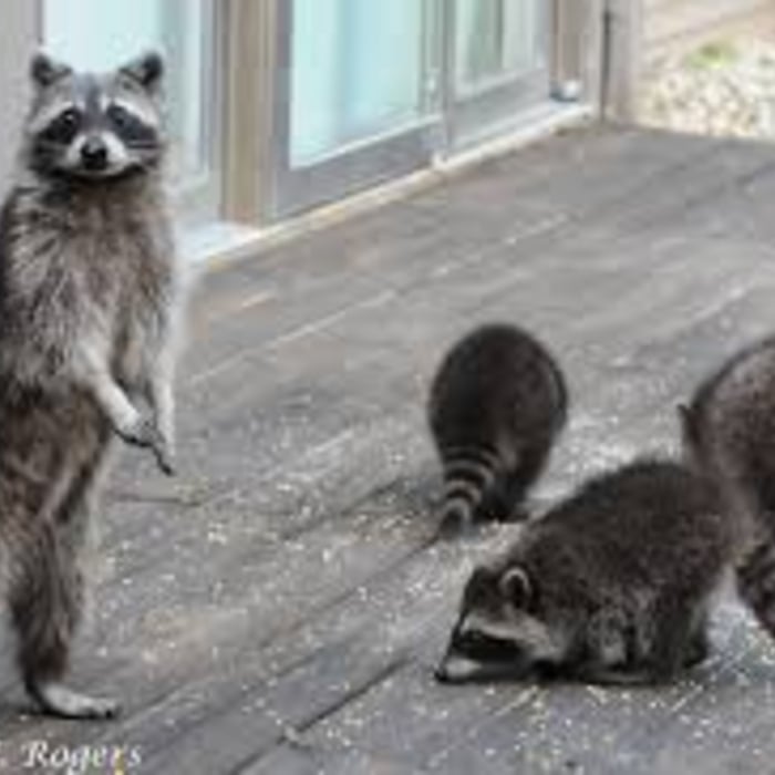 Raccoon removal experts