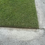 edge grass