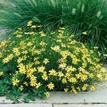Moonbeam coreopsis